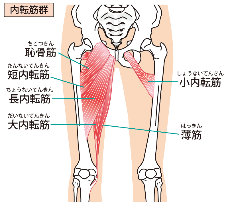 青梅の整体sidekick 股関節の付け根の痛み原因